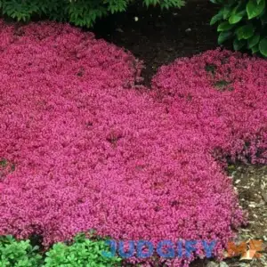 Red Creeping Thyme | 32 Landscape Plugs