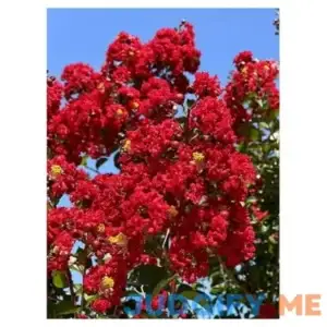 Red Flowering Crape Myrtle Trees