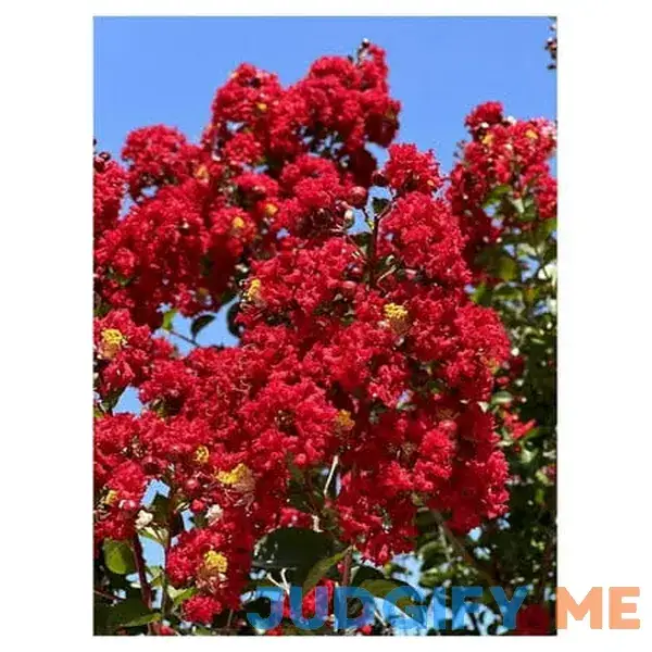 Red Flowering Crape Myrtle Trees Red Flowering Crape Myrtle Trees