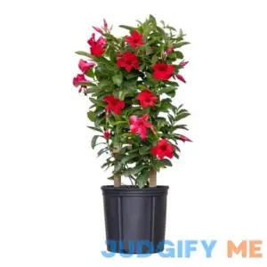 Red Mandevilla Trellis Sun Parasol Live Outdoor Vining Plant in 9.25 inch Grower Pot