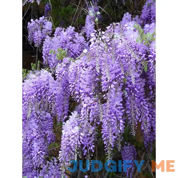 Royal Purple Wisteria - Fragrant Wisteria Live Plant Royal Purple Wisteria - Fragrant Wisteria Live Plant