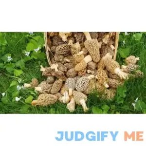 SS0089 Large Kit Morel Mushroom Spores Sawdust Seed