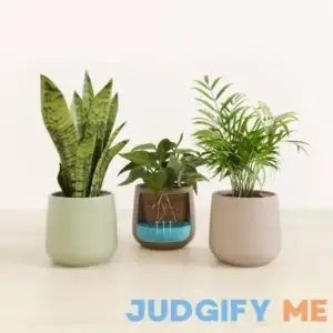 Self-Watering Indoor Plants - Plant Collection - Low-Maintanace