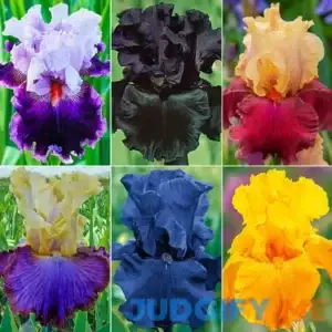 Showtime Bearded Iris Collection 6 Per Package Mixed Collection of various Bearded Iris