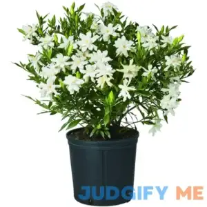 Shrub Frostproof Gardenia