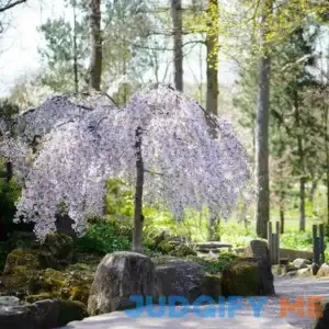 Snow Fountains Weeping Cherry Tree