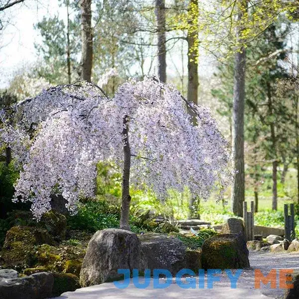 Snow Fountains Weeping Cherry Tree Snow Fountains Weeping Cherry Tree