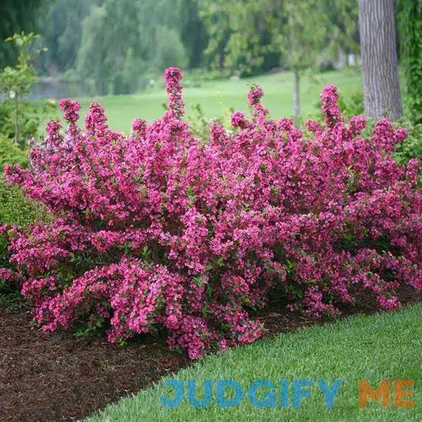 Sonic Bloom Weigela Shrub/Bush Sonic Bloom Weigela Shrub/Bush