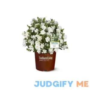 Southern Living 1Gal White Gardenia Live Shrub Grower Pot Sun