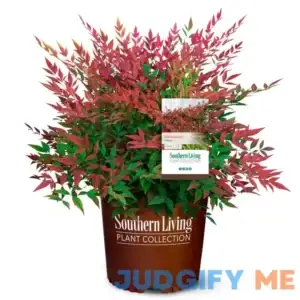 Southern Living 2 Gal. Obsession Nandina Shrub