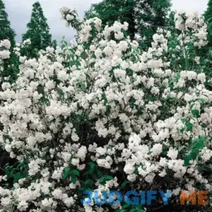 Spring Hill Nurseries Double White Mock Orange Flowering Shrub Bare Root | 06417