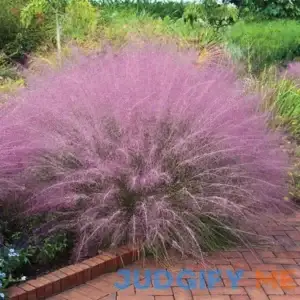Spring Hill Nurseries Pink Muhly Grass Muhlenbergia capillaris Zone 6-10
