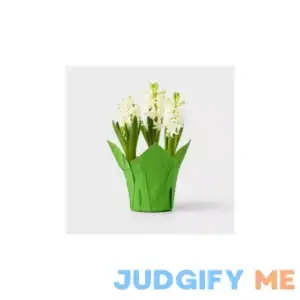 Spritz Live 6" Potted Hyacinth Plant