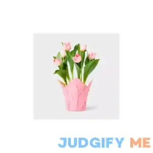 Spritz Live 6" Potted Tulip Plant