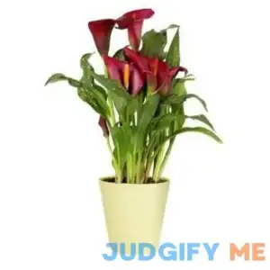 Spritz Live Calla Lily 5" Houseplant