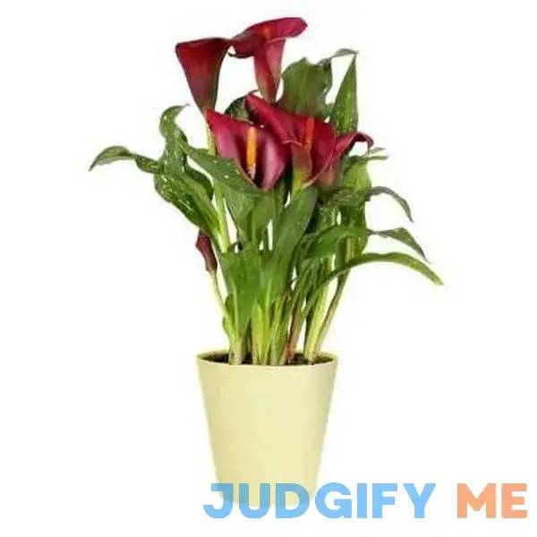Spritz Live Calla Lily 5" Houseplant Spritz Live Calla Lily 5" Houseplant
