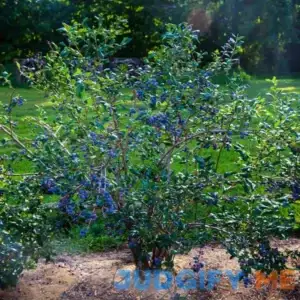 Sweetheart Blueberry Bush