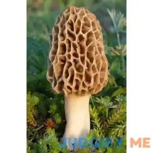 TRUE morel mushroom grow kit grow morel mushrooms at home and garden