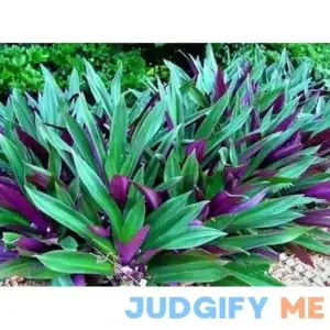 TWO Outdoor Live Plants- Oyster Plant Purple & Green - Grows to Medium Height Outdoor Plant- Young Small Plant