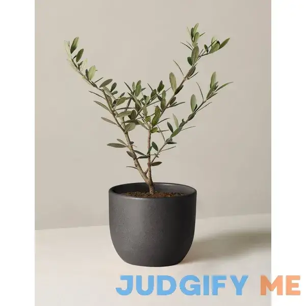 The Sill Olive Tree Houseplants The Sill Olive Tree Houseplants