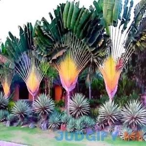Travelers Palm Tree Seeds Bird of Paradise Plant