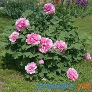 Tree Peony Seeds Paeonia suffruticosa