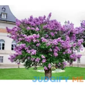 Two Pack of Common Old Fashioned Lilac Bushes Fragrant Lavender Purple Flowers