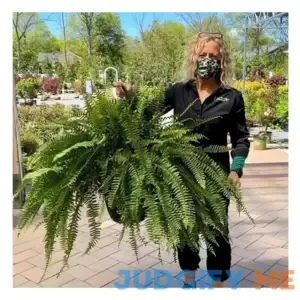 UV Resistant Lifelike Artificial Boston Fern - 2024 New Faux Boston Ferns Outdoor Planter Large