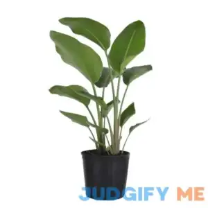 United Nursery White Bird of Paradise Live Indoor Strelitzia Nicolai Plant Shipped in 9.25 inch Grower Pot