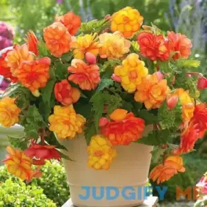 Van Zyverden Begonia Golden Balcony Pendula Flower Bulb Full Shade Multi-Color