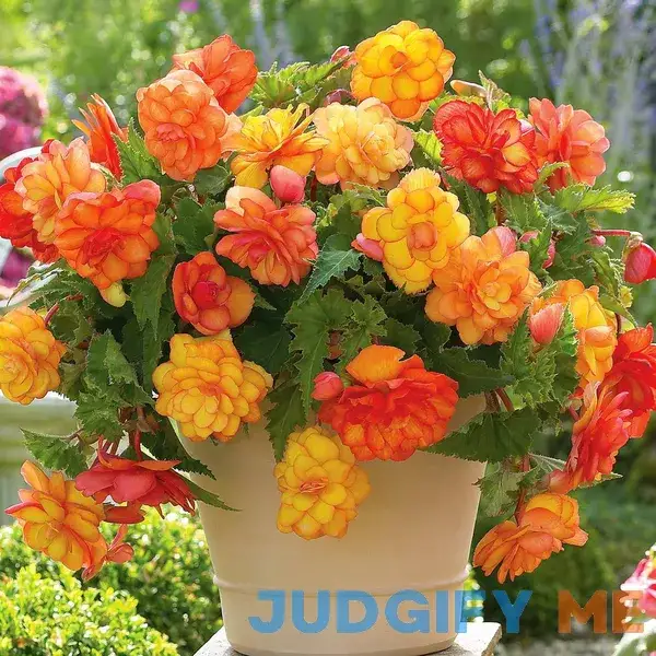 Van Zyverden Begonia Golden Balcony Pendula Flower Bulb Full Shade Multi-Color Van Zyverden Begonia Golden Balcony Pendula Flower Bulb Full Shade Multi-Color