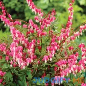 Van Zyverden Bleeding Heart Pink Dormant Bare Plant Root Partial Sun