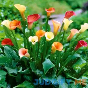 Van Zyverden Calla Lily Mix Dormant Flower Bulb Partial Sun