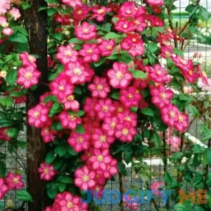 Van Zyverden Clematis City of Lyon Dormant Plant Root Partial Sun