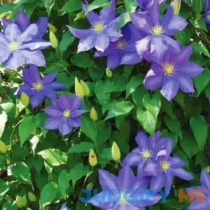 Van Zyverden Clematis HF Young Dormant Plant Root Partial Sun