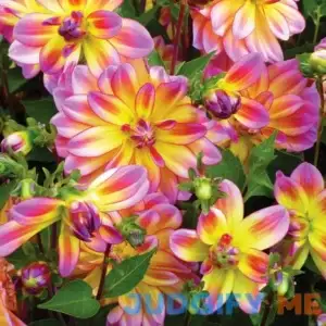 Van Zyverden Dahlia Pacific Ocean Dormant Bulb Full Sun