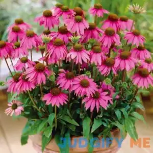 Van Zyverden Echinacea Purpurea Dormant Bare Plant Root Full Sun