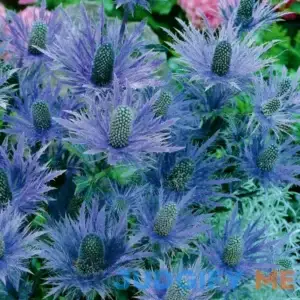 Van Zyverden Eryngium Blue Sea Holly Bare Plant Root