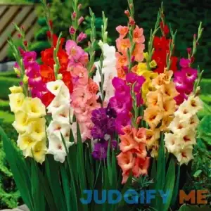 Van Zyverden Gladiolus Mix Dormant Flower Bulb Partial Sun