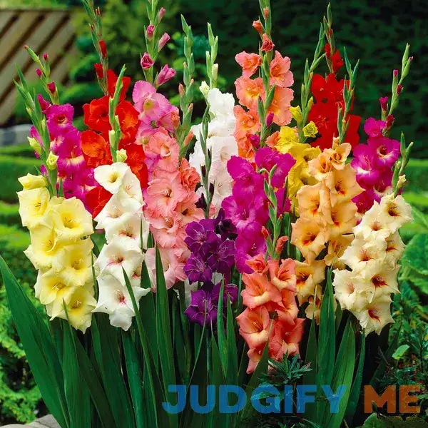 Van Zyverden Gladiolus Mix Dormant Flower Bulb Partial Sun Van Zyverden Gladiolus Mix Dormant Flower Bulb Partial Sun