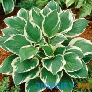 Van Zyverden Hosta Minuteman Dormant Plant Root Full Shade