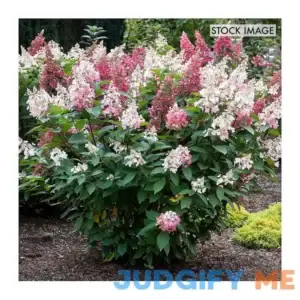 Van Zyverden Hydrangea Candelabra 4 in. Potted Rocketliners