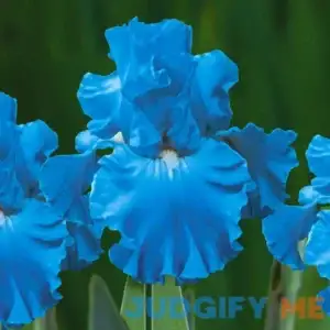 Van Zyverden Iris Bearded Full Tide Dormant Bulb Full Sun