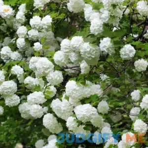 Van Zyverden Japanese Snowball Viburnum Dormant Plant Root Partial Sun