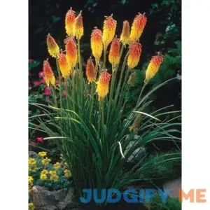 Van Zyverden Kniphofia Red Hot Poker Set of 5 Roots