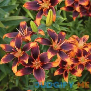 Van Zyverden Lily Forever Susan Dormant Bulb Partial Sun