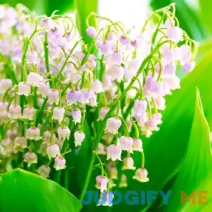 Van Zyverden Lily of the Valley Pink