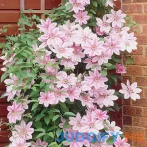 Van Zyverden Nelly Moser Clematis Plant
