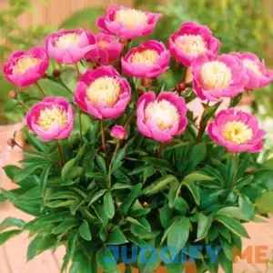 Van Zyverden Peony Bowl of Beauty Dormant Bare Plant Root Partial Sun