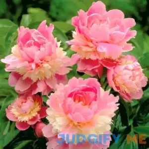 Van Zyverden Peony Sorbet Dormant Bare Plant Root Partial Sun